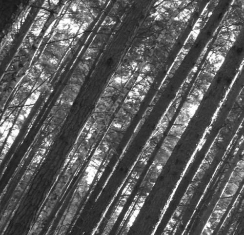 The deep woods!